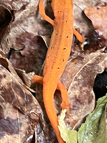 Eastern Newt