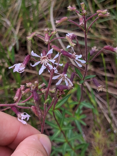 Cuphea aspera