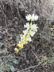 Lupinus luteolus