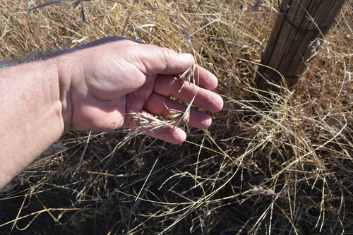 Kangaroo Grass