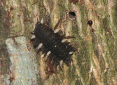 Eumorphus quadriguttatus