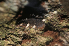 Eumorphus quadriguttatus