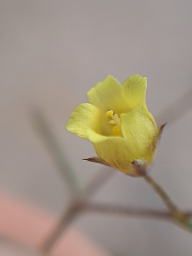 Image of Threadstem Gilia (Linanthus filiformis) by no rights reserved