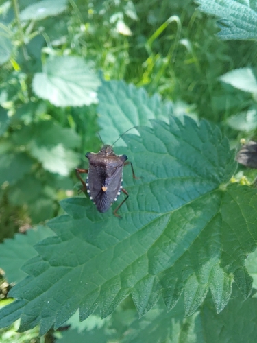 Forest Bug