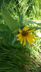 Wyethia