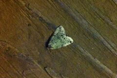 Maliattha concinnimacula