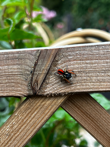 Red-bellied Jumping Spider