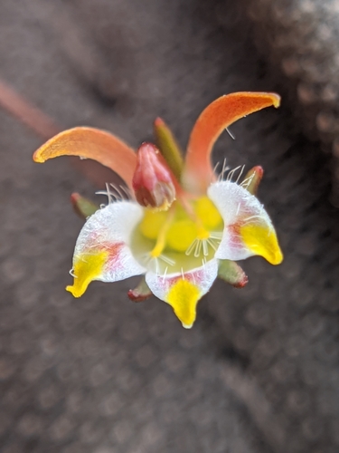 Image of Nemacladus tenuis by no rights reserved