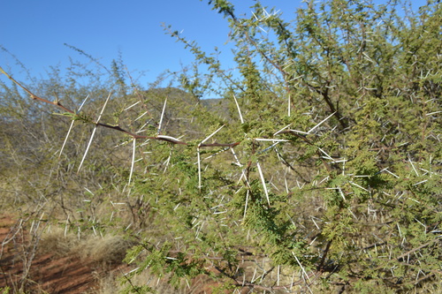 umbrella thorn