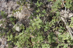 Painteria elachistophylla