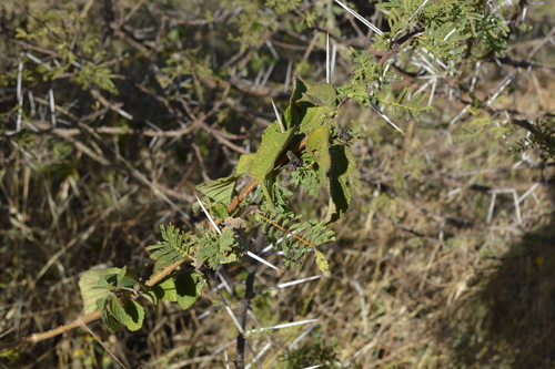 common lantana