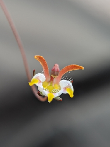 Image of Nemacladus tenuis by no rights reserved
