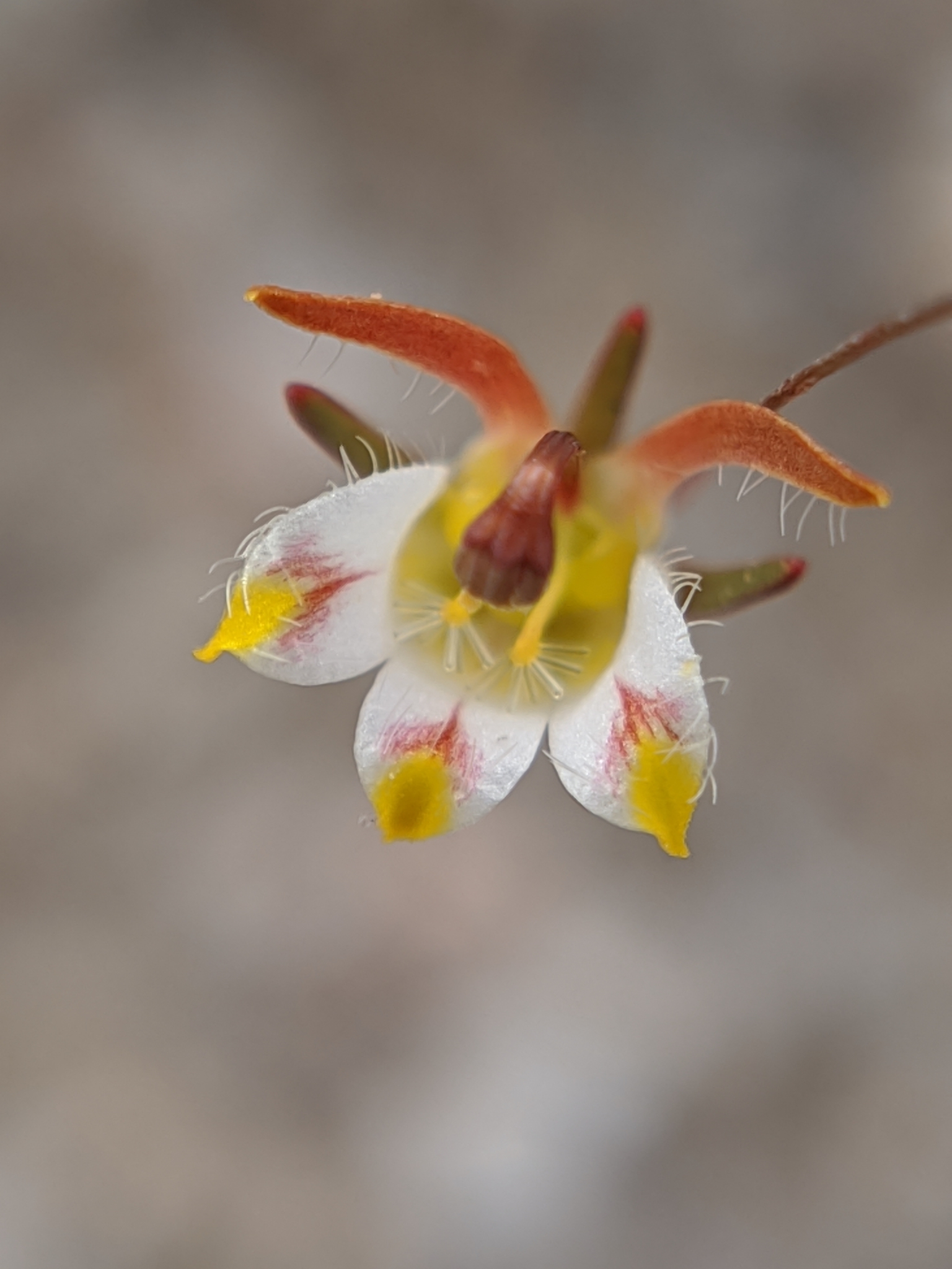 Nemacladus tenuis