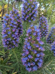 Echium candicans