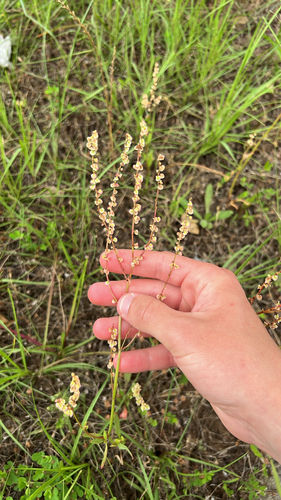 Rumex hastatulus