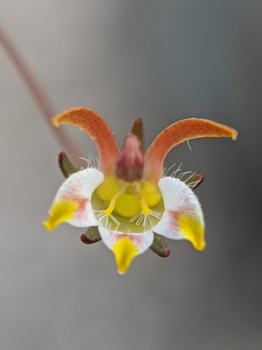 Nemacladus tenuis var. aliformis