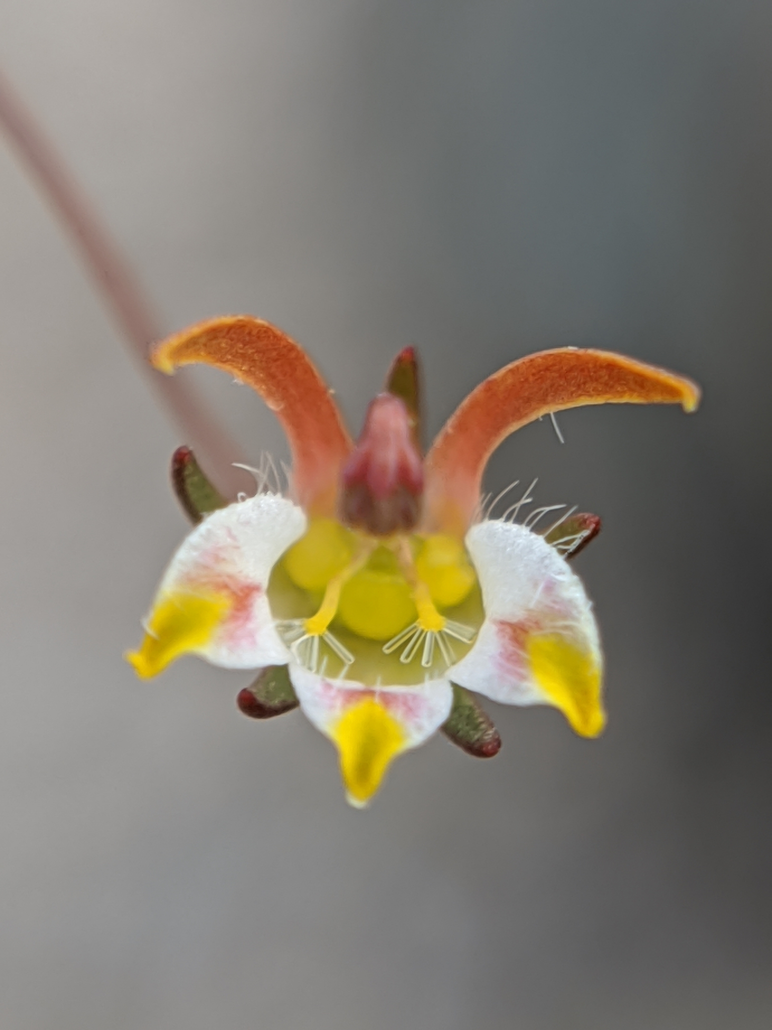 Nemacladus tenuis var. aliformis