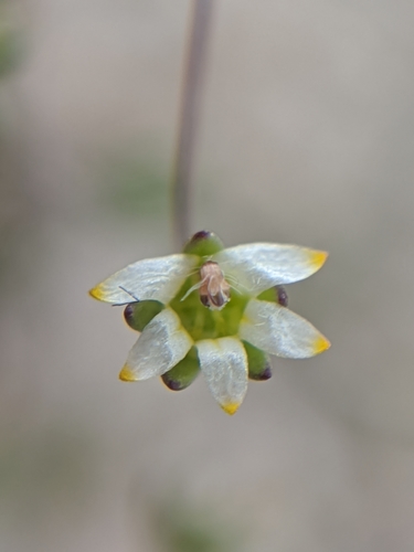 Image of Nemacladus eastwoodiae by no rights reserved