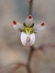 Nemacladus orientalis