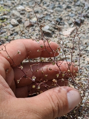 Nemacladus orientalis