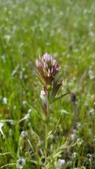 Castilleja densiflora