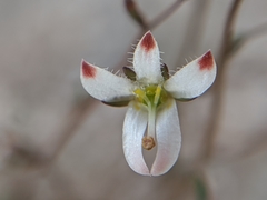 Nemacladus orientalis