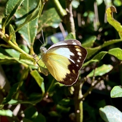 Cepora perimale scyllara