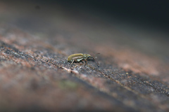 Cimberis attelaboides