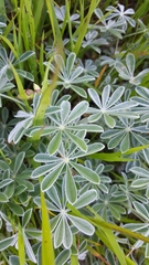 Lupinus albifrons collinus