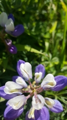 Lupinus variicolor