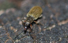 Cimberis attelaboides