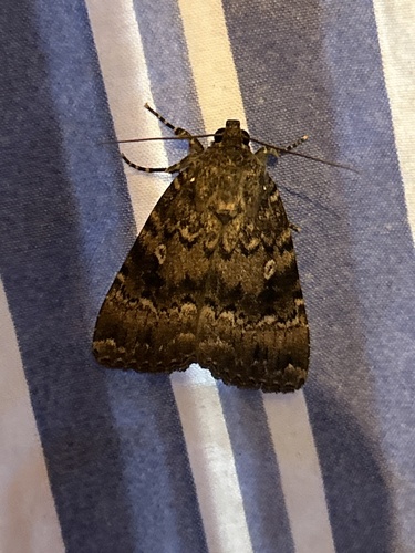 Eurasian Copper Underwing
