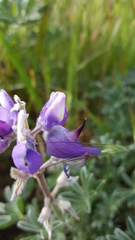 Lupinus albifrons collinus