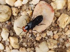 Creophilus erythrocephalus