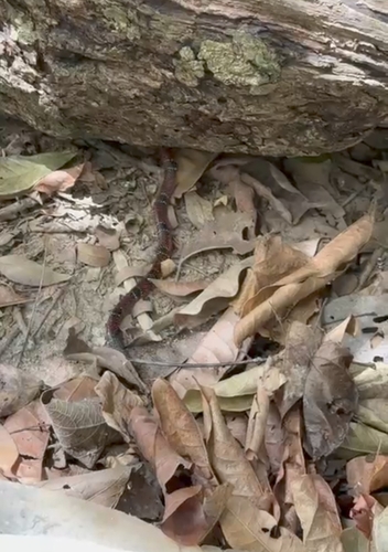 Trinidad Northern Coralsnake