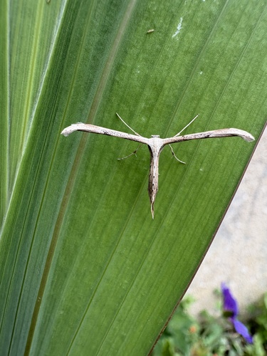 Morning-glory Plume Moth