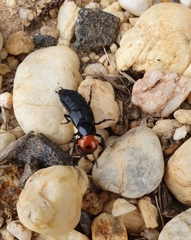 Creophilus erythrocephalus