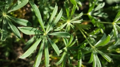 Lupinus variicolor