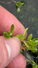 Montia fontana, photograph (c) Rocco Lieghio, some rights reserved (CC BY)