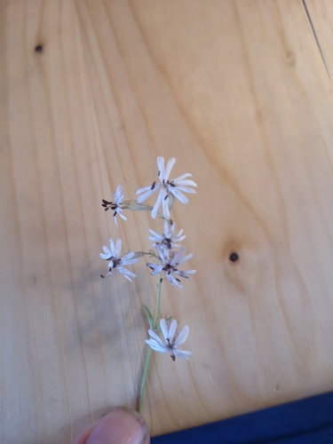 Nottingham Catchfly