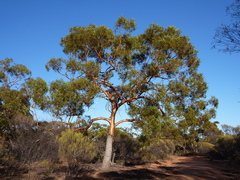 Eucalyptus loxophleba supralaevis