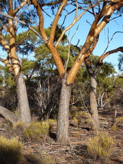 Eucalyptus loxophleba supralaevis