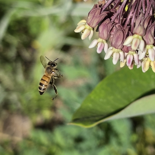 Bee