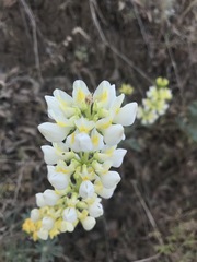 Lupinus luteolus