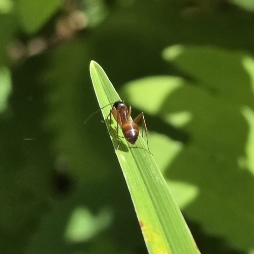 American Carpenter Ant