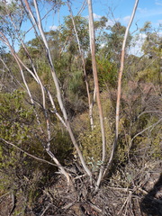 Eucalyptus exilis