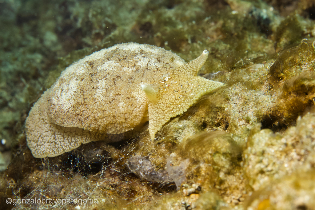 Grey Side-gilled Sea Slug