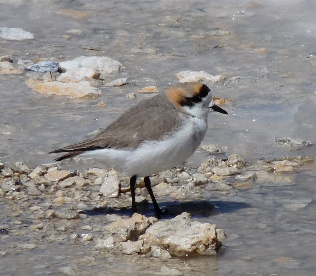Puna Plover photo