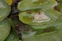 Lithobates montezumae