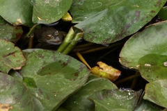 Lithobates montezumae